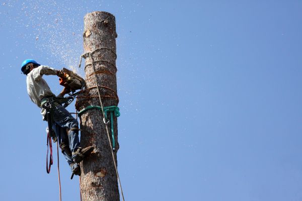 Mesa Tree Removal